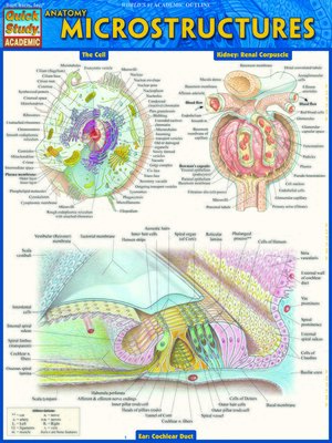 cover image of Anatomy Microstructures